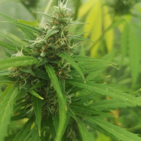 Auto White Widow growlog timeline photo