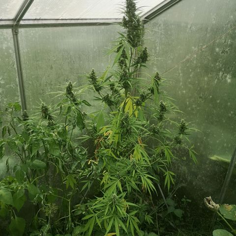 Auto White Widow growlog timeline photo
