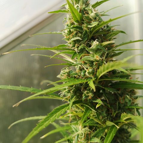 Auto White Widow growlog timeline photo