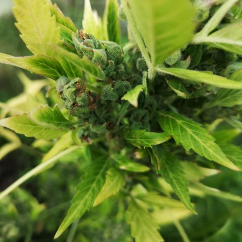 Royal Dwarf growlog timeline photo