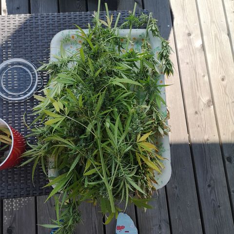 Auto White Widow growlog timeline photo