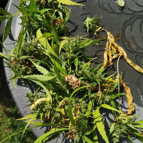 Auto White Widow growlog photo: Budrot