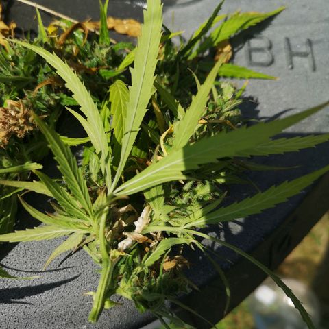 Auto White Widow growlog photo: Budrot