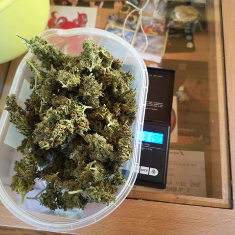 Auto White Widow growlog timeline photo