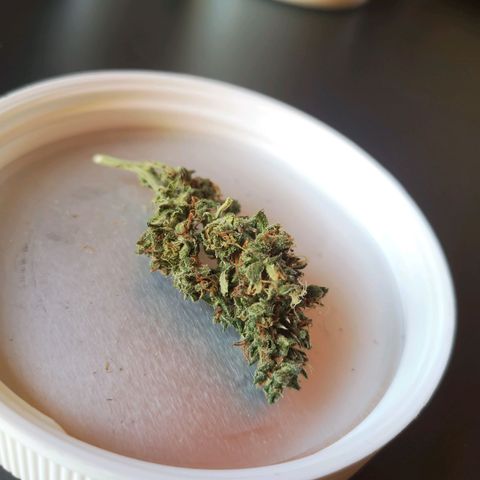 Auto White Widow growlog timeline photo