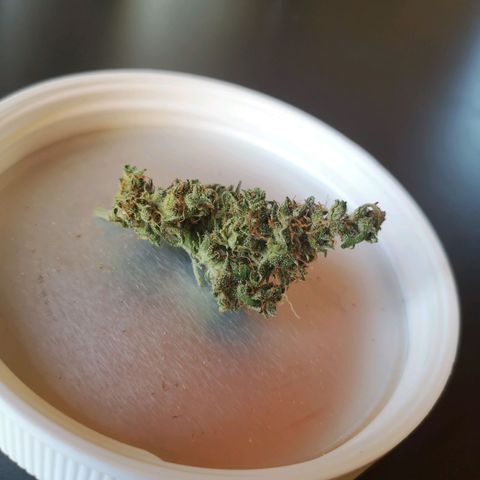 Auto White Widow growlog timeline photo