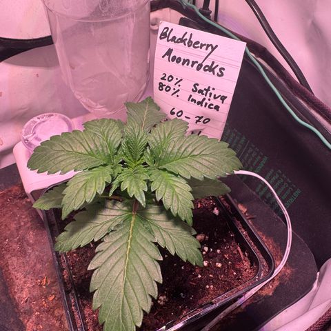 Blackberry Moonrocks  growlog timeline photo