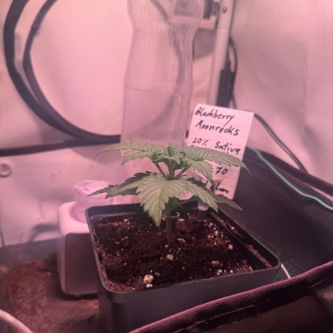 Blackberry Moonrocks  growlog timeline photo