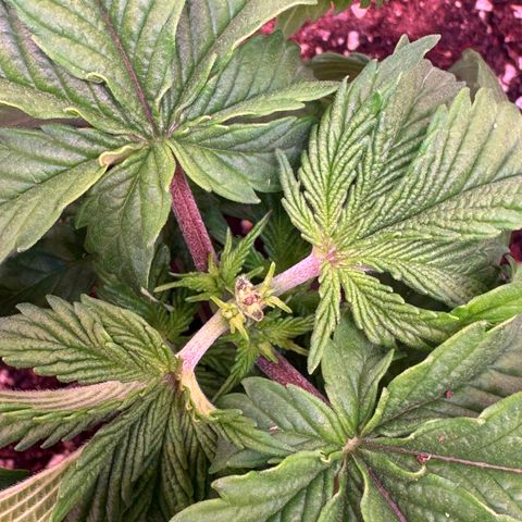 Blackberry Moonrocks  growlog photo: Topping 