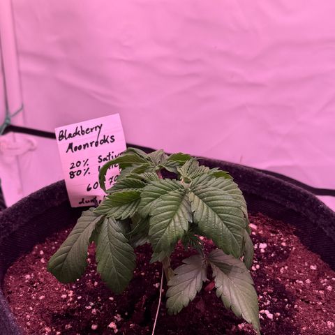 Blackberry Moonrocks  growlog photo: Topping 