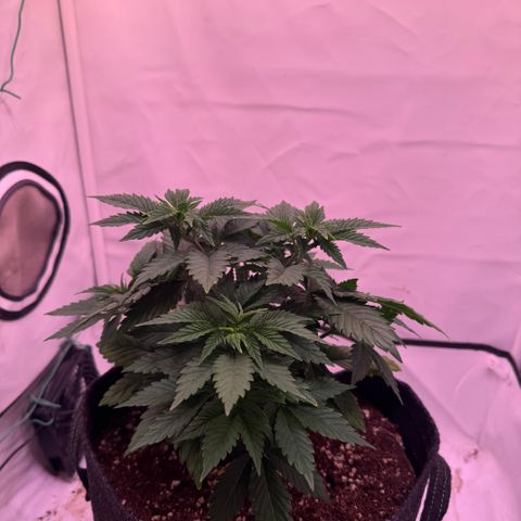 Blackberry Moonrocks  growlog timeline photo