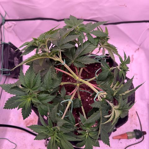 Blackberry Moonrocks  growlog photo: Low Stress Training 