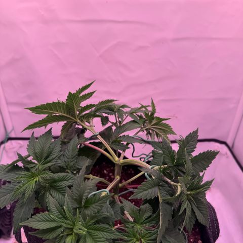 Blackberry Moonrocks  growlog photo: Low Stress Training 