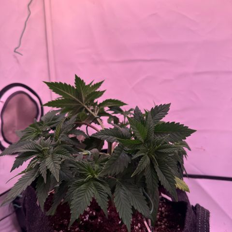 Blackberry Moonrocks  growlog photo: Low Stress Training 