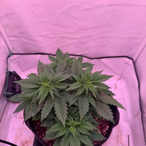 Blackberry Moonrocks  growlog timeline photo