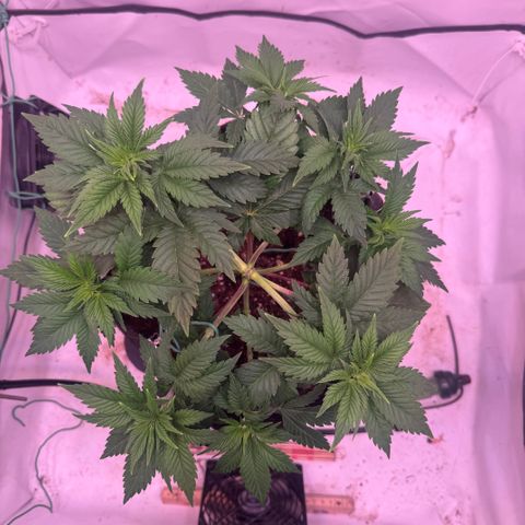 Blackberry Moonrocks  growlog timeline photo