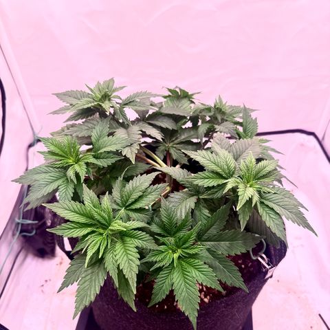 Blackberry Moonrocks  growlog timeline photo