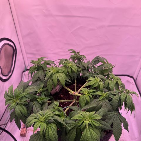 Blackberry Moonrocks  growlog timeline photo