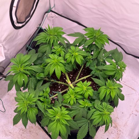 Blackberry Moonrocks  growlog timeline photo