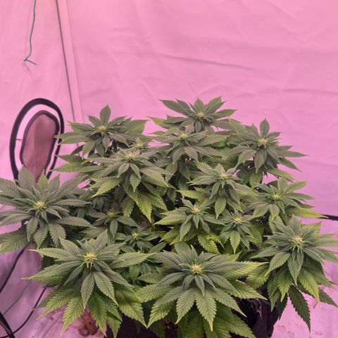 Blackberry Moonrocks  growlog timeline photo