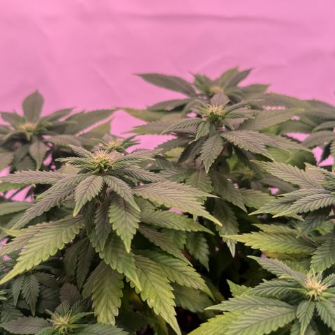 Blackberry Moonrocks  growlog timeline photo