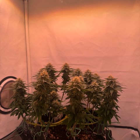 Blackberry Moonrocks  growlog timeline photo