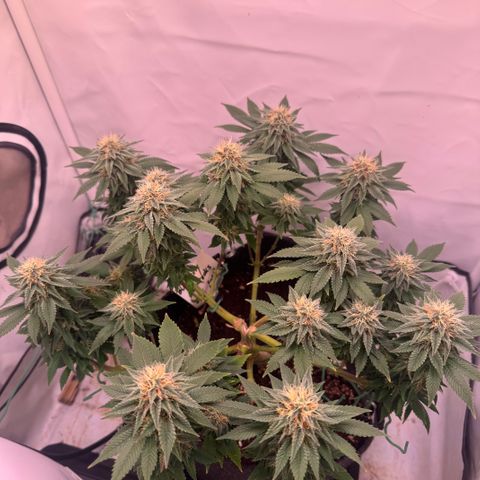 Blackberry Moonrocks  growlog timeline photo