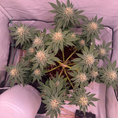 Blackberry Moonrocks  growlog timeline photo