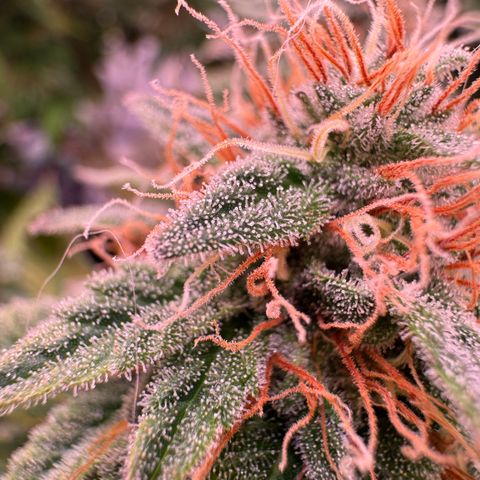 Blackberry Moonrocks  growlog photo: Checking…