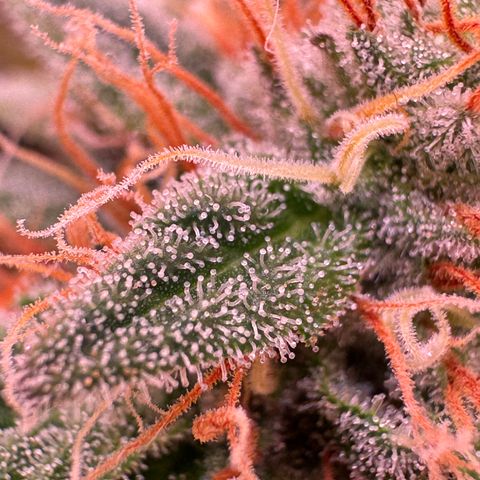 Blackberry Moonrocks  growlog photo: Checking…