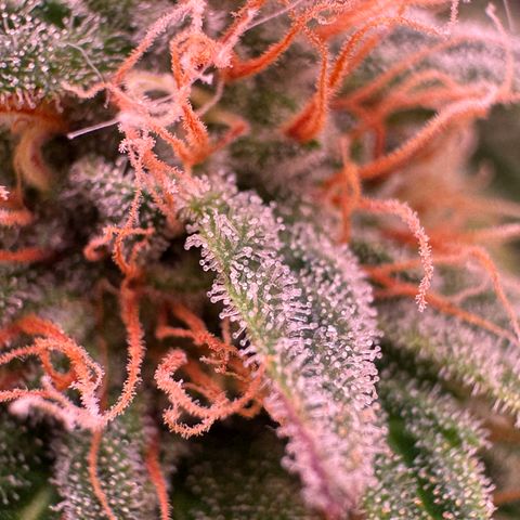 Blackberry Moonrocks  growlog photo: Checking…