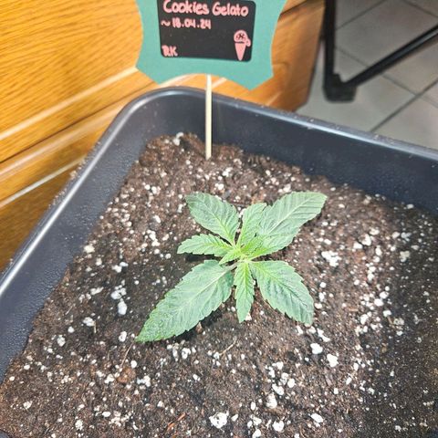 Cooki growlog timeline photo