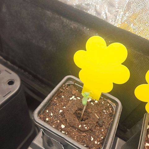 Cooki growlog timeline photo