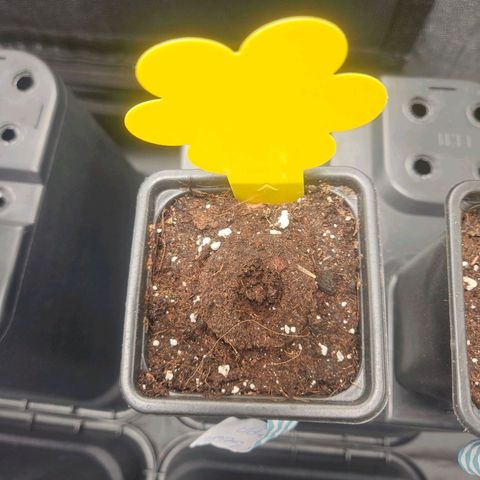 Cooki growlog timeline photo