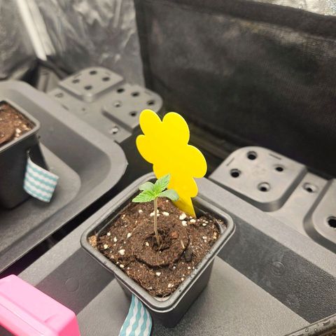 Cooki growlog timeline photo