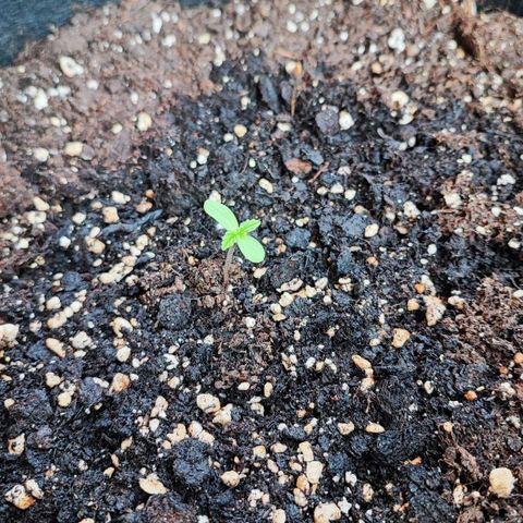 Northern Light Auto  growlog timeline photo