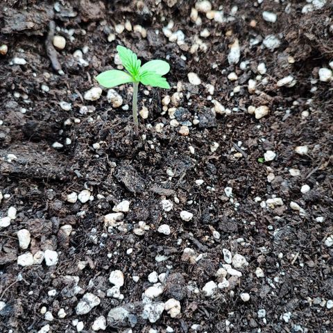 Northern Light Auto  growlog timeline photo