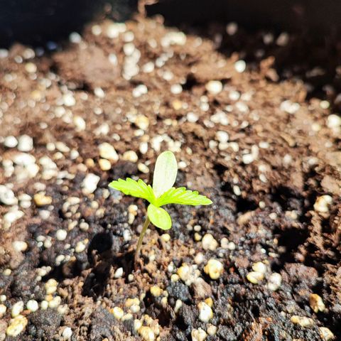 Northern Light Auto  growlog timeline photo