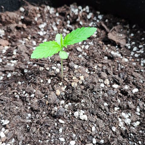 Northern Light Auto  growlog timeline photo