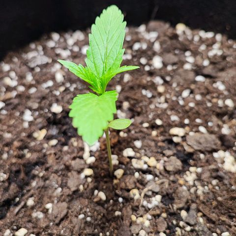 Northern Light Auto  growlog timeline photo