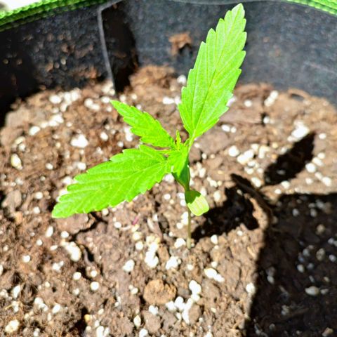 Northern Light Auto  growlog timeline photo