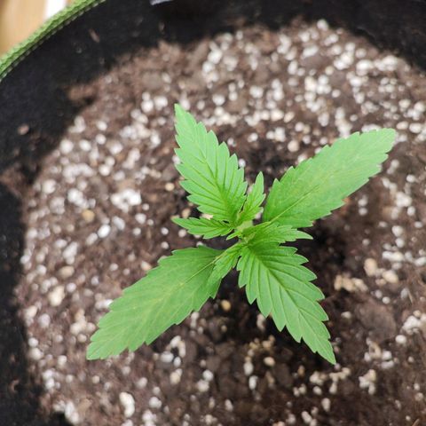 Northern Light Auto  growlog timeline photo