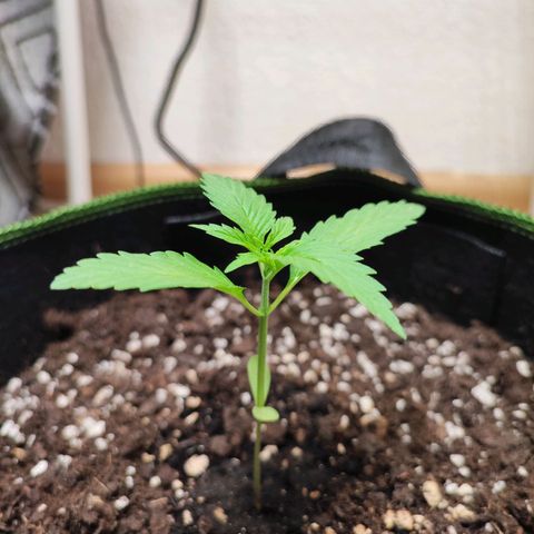 Northern Light Auto  growlog timeline photo