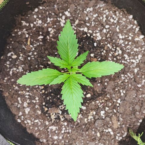 Northern Light Auto  growlog timeline photo