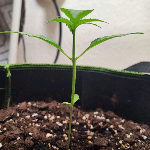 Northern Light Auto  growlog timeline photo