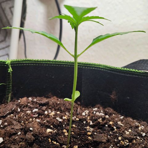 Northern Light Auto  growlog timeline photo