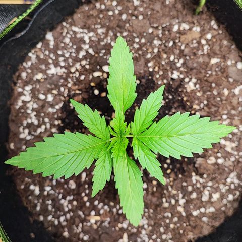 Northern Light Auto  growlog timeline photo