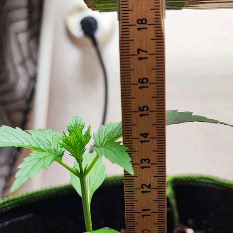 Northern Light Auto  growlog timeline photo