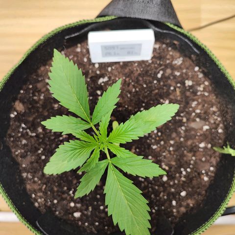 Northern Light Auto  growlog timeline photo