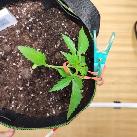 Northern Light Auto  growlog timeline photo